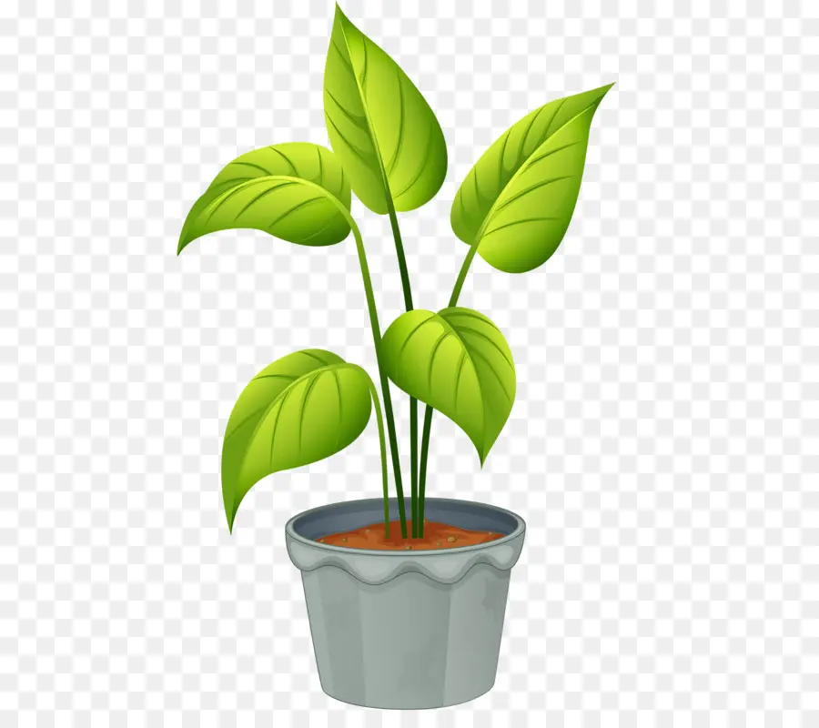 Planta，A Floração Da Planta PNG