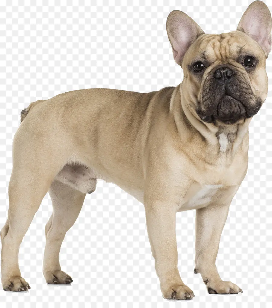 Bulldog Francês，Bulldog PNG