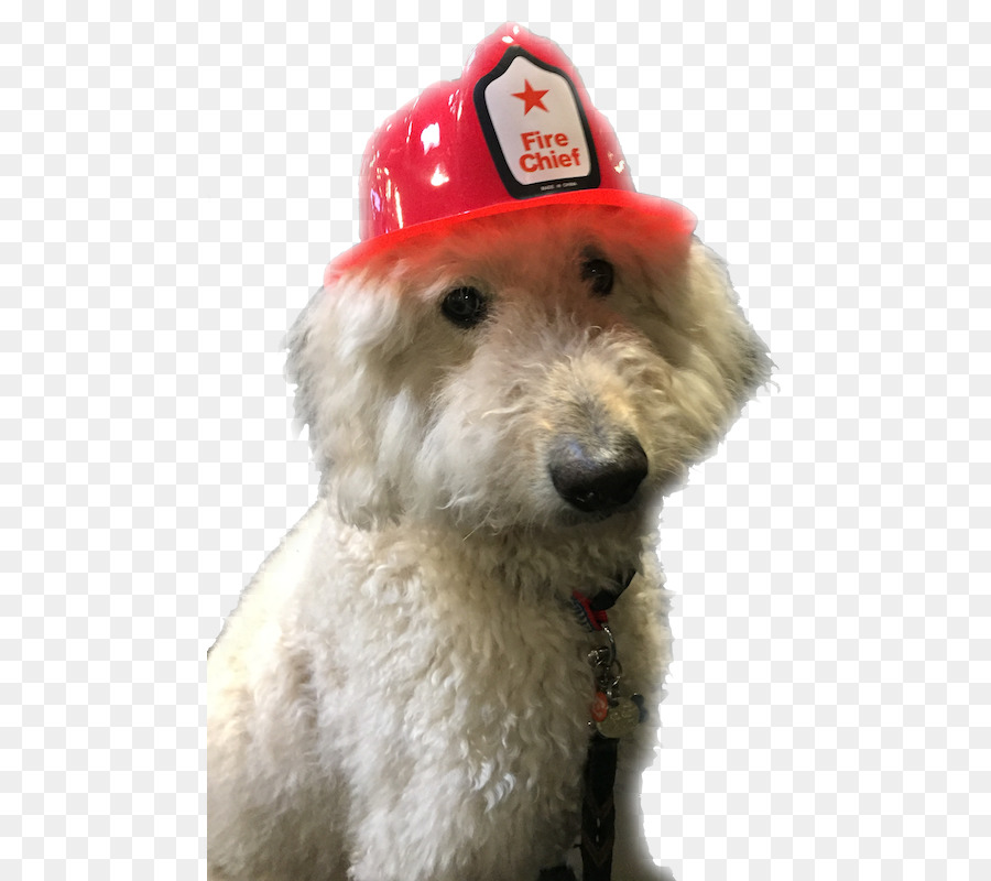 Cachorro Com Chapéu De Chefe Dos Bombeiros，Chapéu PNG