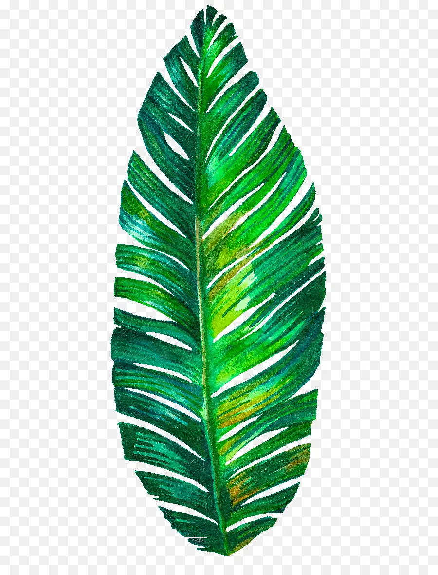 Folha，Botânico Ilustração PNG