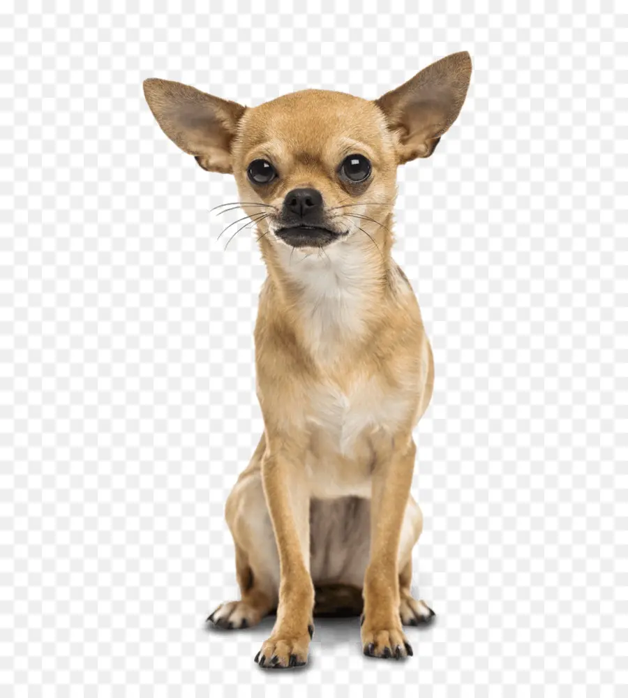 Chihuahua，Great Dane PNG