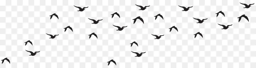 Aves，Preto E Branco PNG