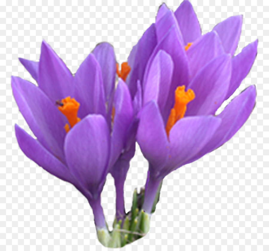 Crocus，Sérvia PNG