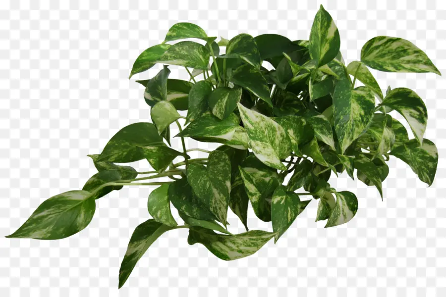 Plantar，Verde PNG