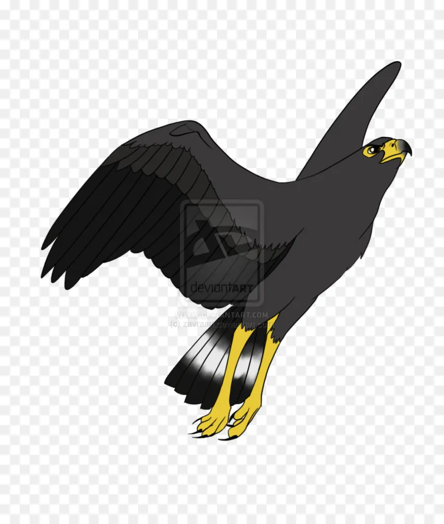 Falcão Negro，Pássaro PNG