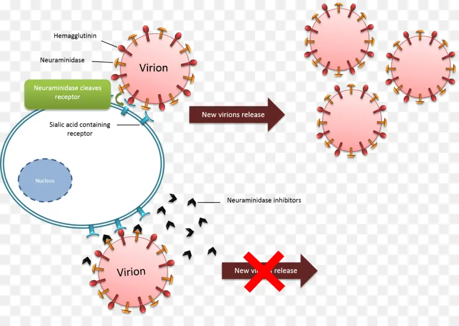 Diagrama De Vírus，Virião PNG