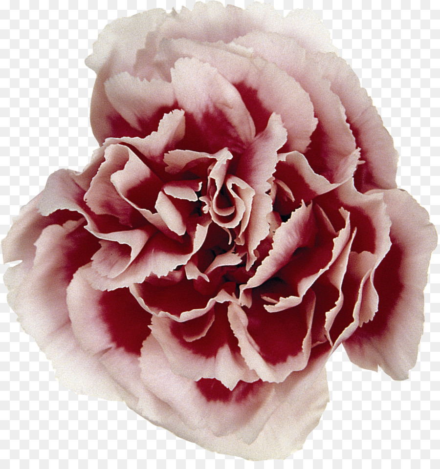 Flor Cravo，Florescer PNG