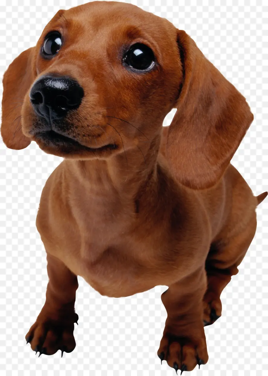 Filhote De Cachorro Bassê，Cachorro PNG