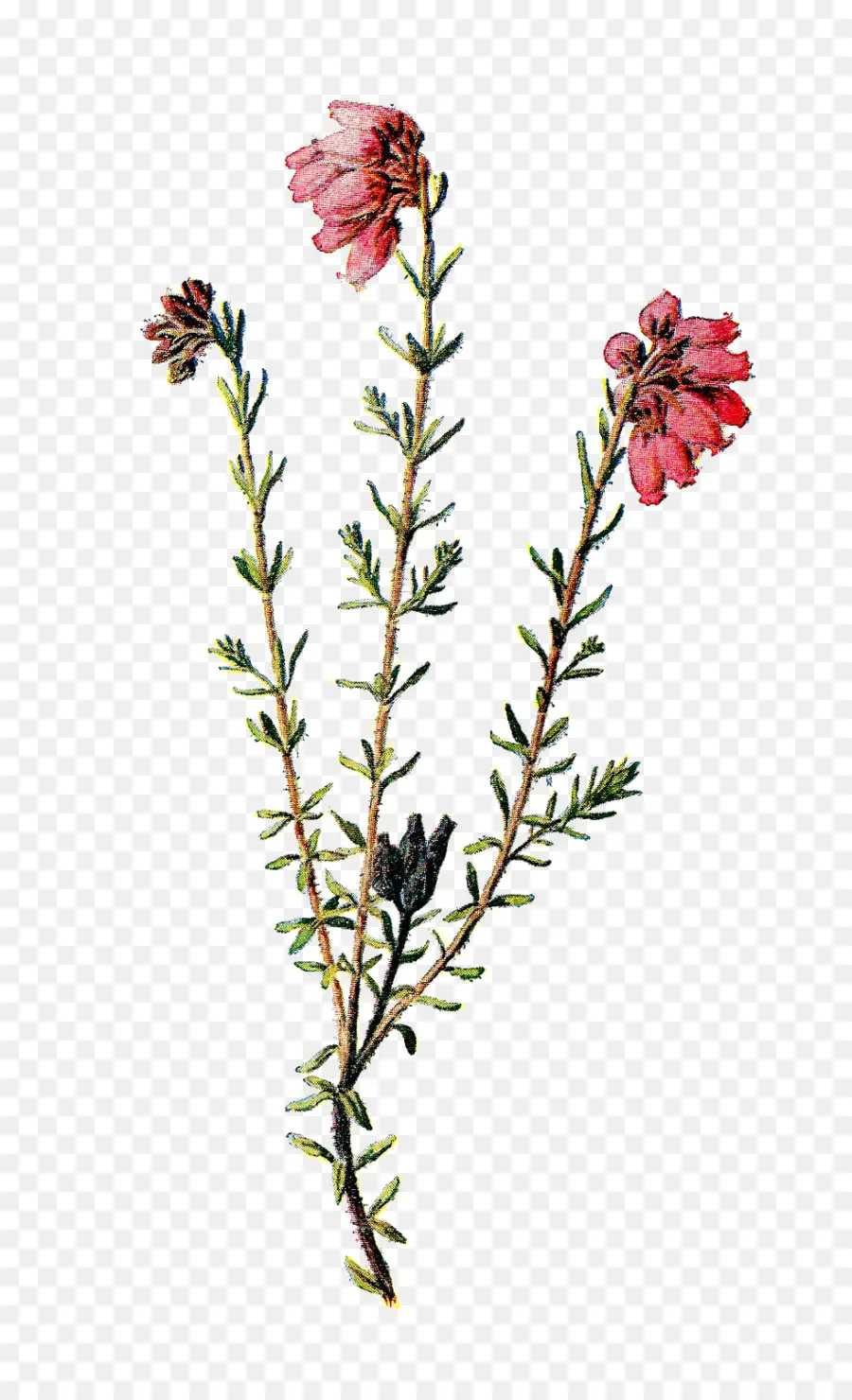 Familiar Flores Silvestres，Flores Silvestres PNG