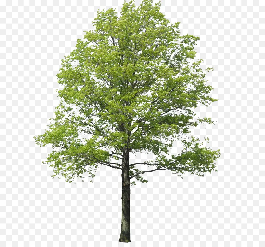 Populus Nigra，árvore PNG