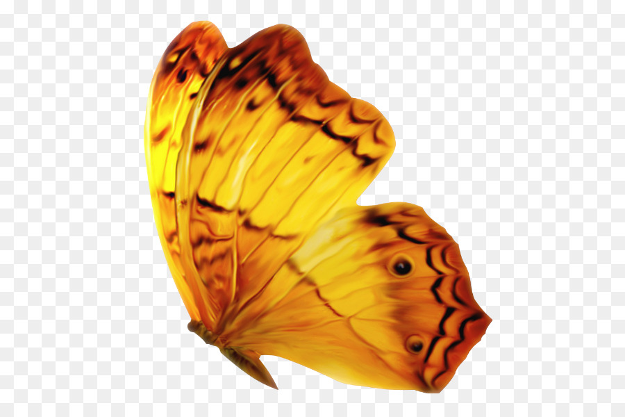 Borboleta Laranja，Asas PNG