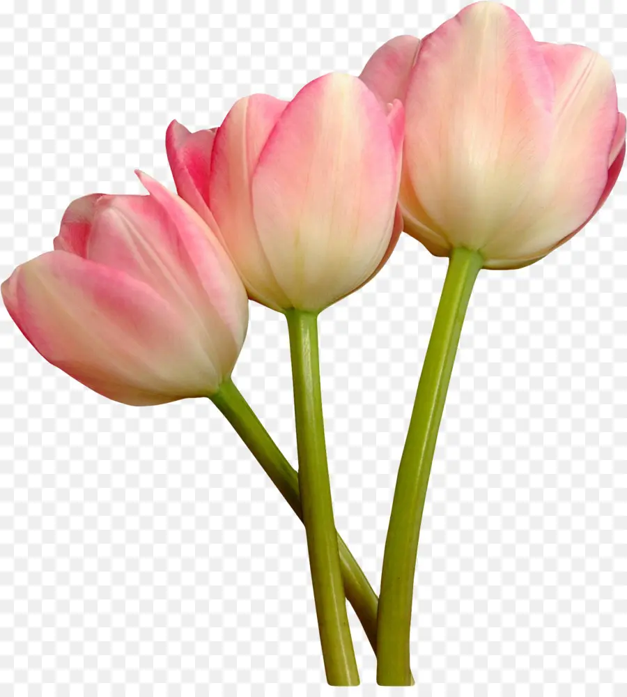 Mania Das Tulipas，Tulip PNG