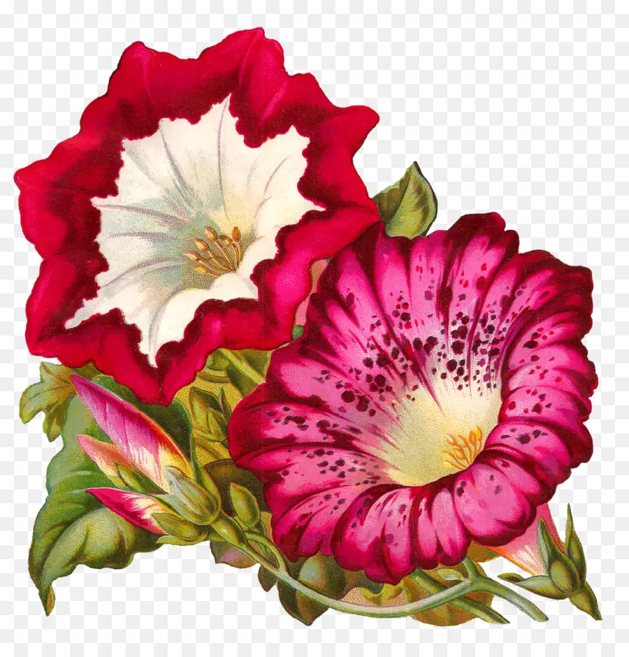 Flor，Semente PNG