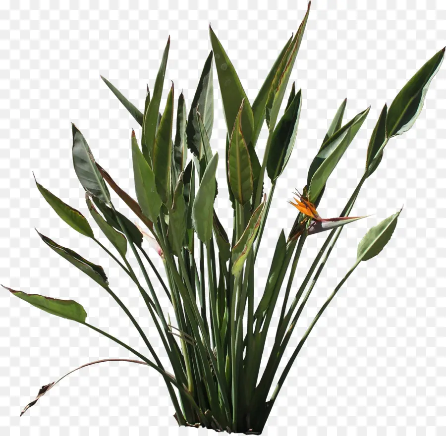 Strelitzia Reginae，Mapeamento De Textura PNG