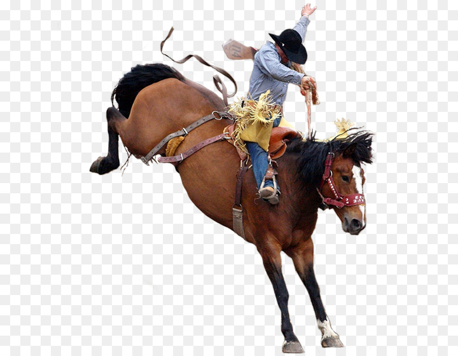 Fundo Vaqueiro Cavalga Cavalo De Rodeio Buck Dust Concorrente Foto E Imagem  Para Download Gratuito - Pngtree