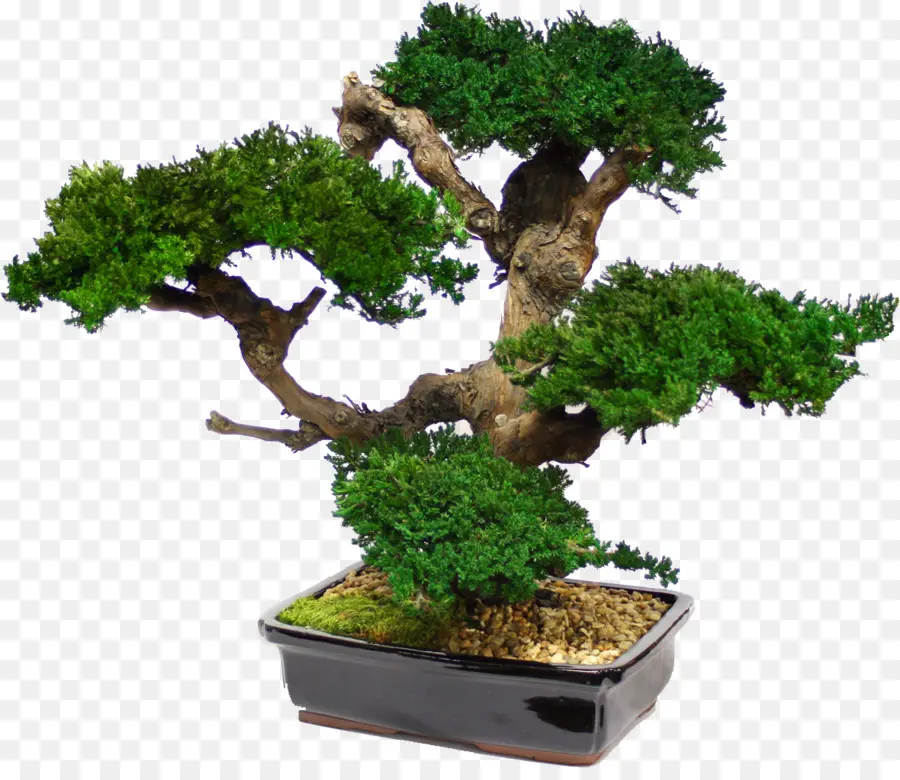 Bonsai，árvore PNG