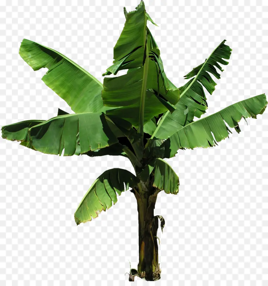 Banana，árvore PNG