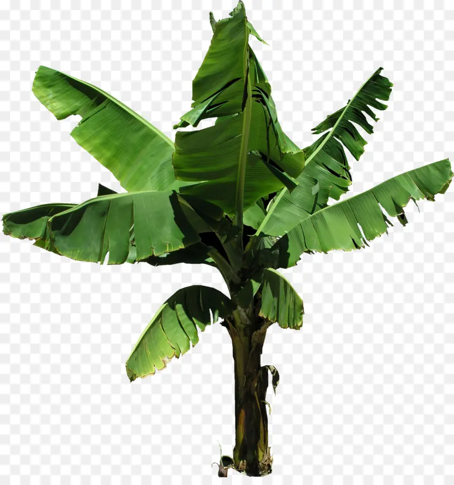 Bananeira，Banana PNG