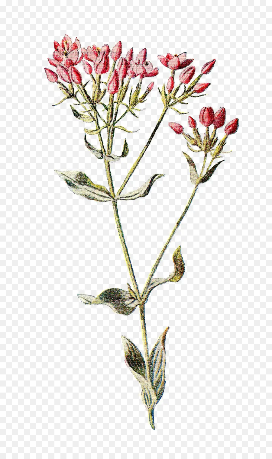 Familiar Flores Silvestres，Botânica PNG