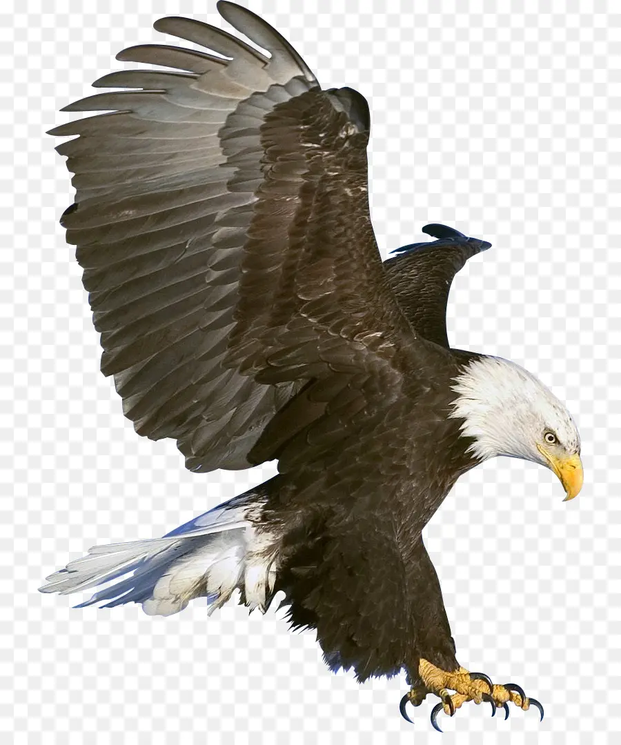 águia Careca，Black Eagle PNG