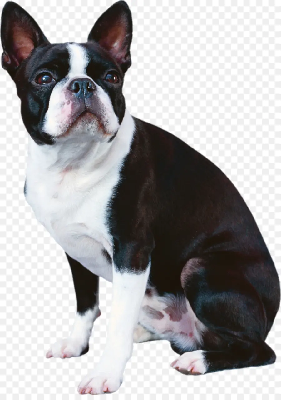 Boston Terrier，Bulldog Francês PNG