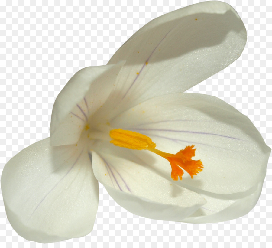 Orquídea Branca，Florescer PNG