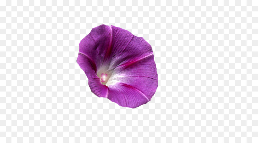 Flor，Glória Da Manhã PNG