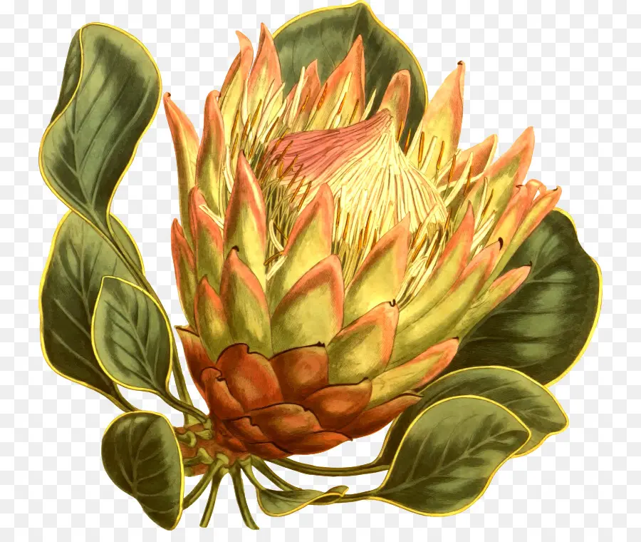 Fynbos，Protea Cynaroides PNG