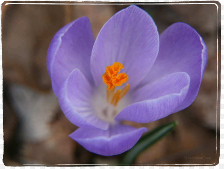 A Floração Da Planta，Violeta PNG