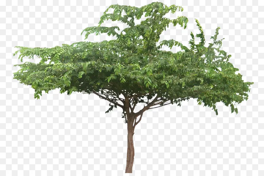 Muntingia Calabura，árvore PNG