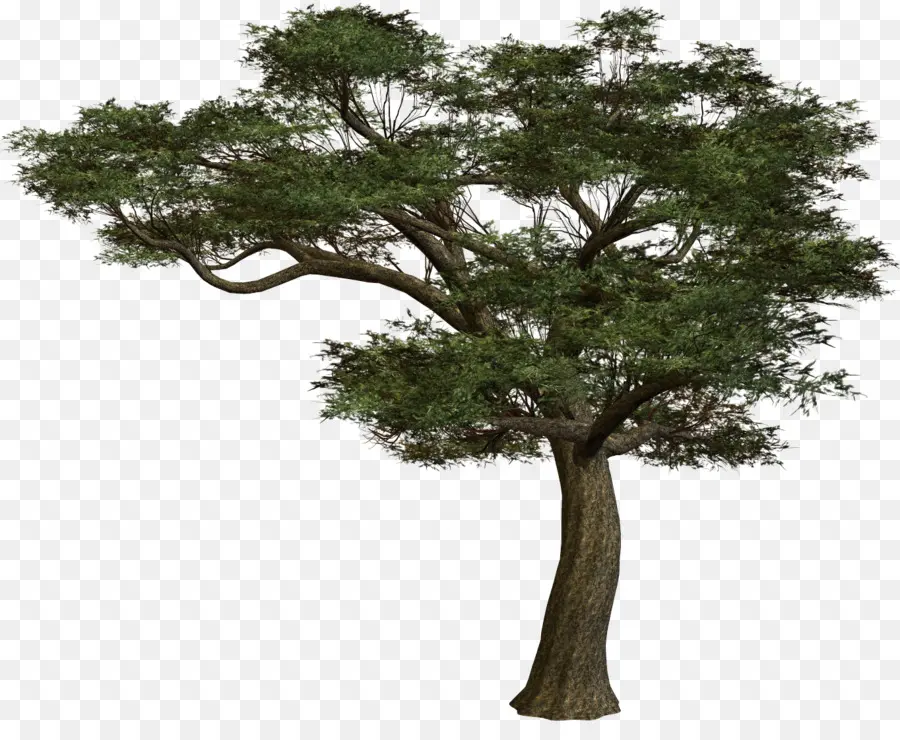 árvore，Madeira PNG