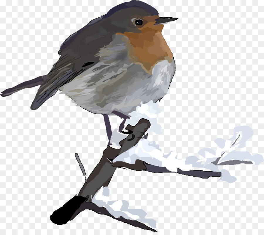 Europeia Robin，Aves PNG