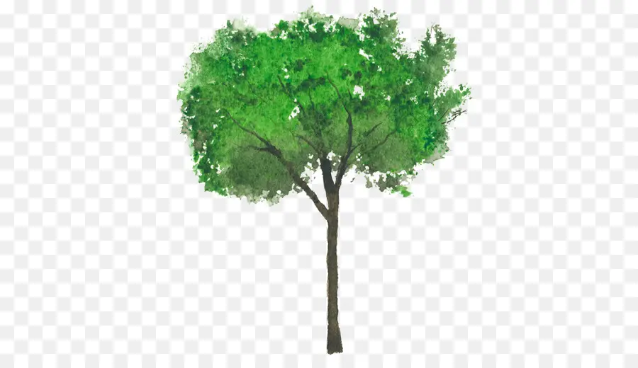 Árvore Verde，Natureza PNG