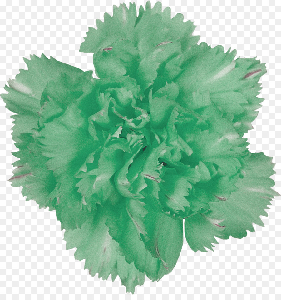 Flor Verde，Florescer PNG