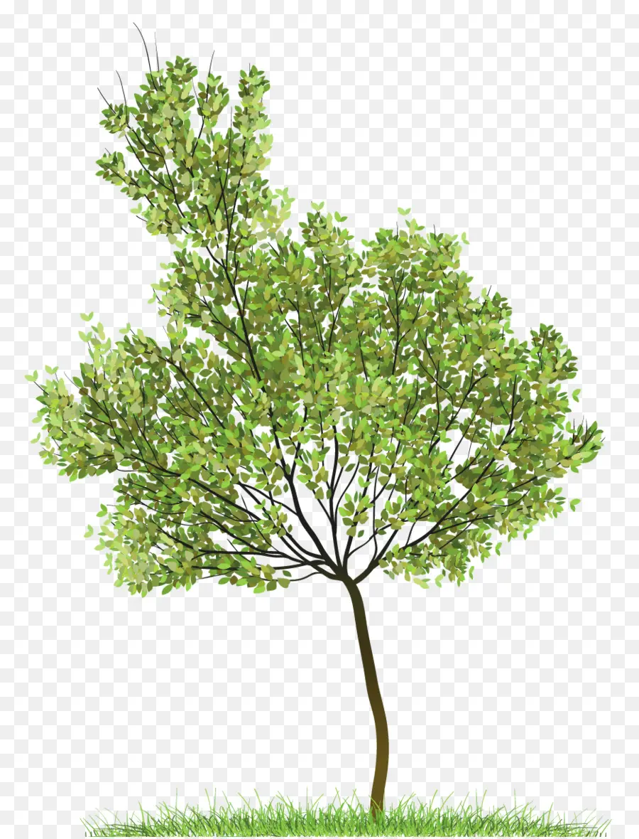 árvore，Topo Da árvore PNG