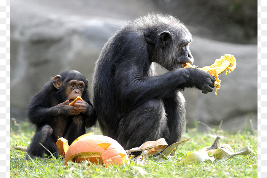 Detroit Zoo，Chimpanzé Comum PNG