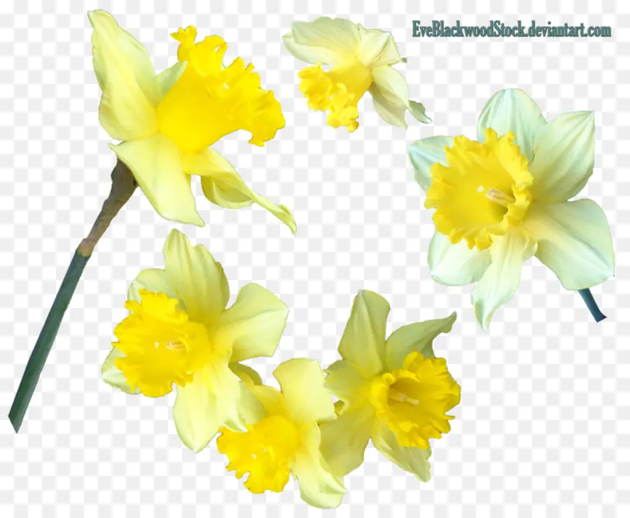 Narcisos，Amarelo PNG