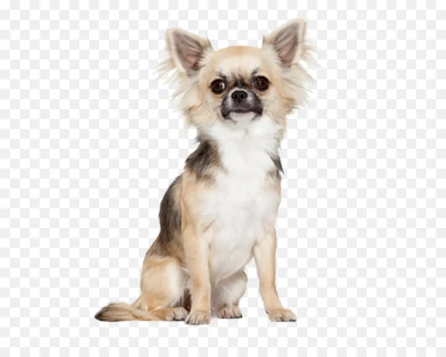Pomeranian，Chihuahua PNG