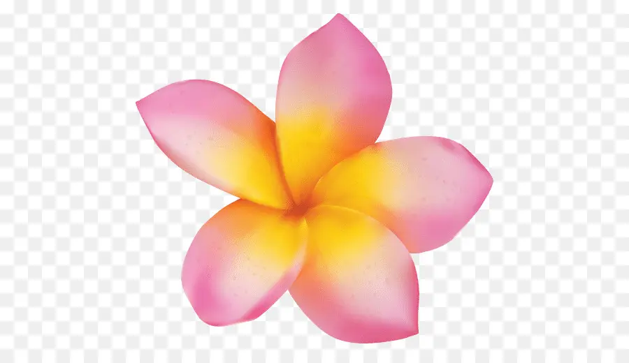 Plumeria Rubra，Flor PNG