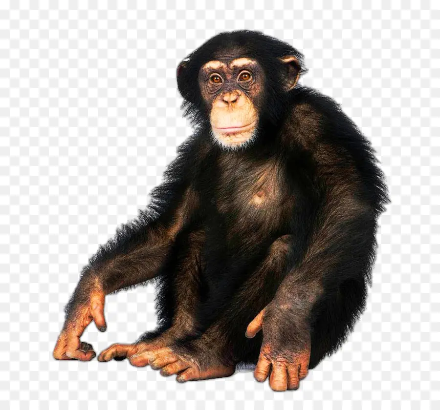 Macaque Japonês，Chimpanzé Comum PNG