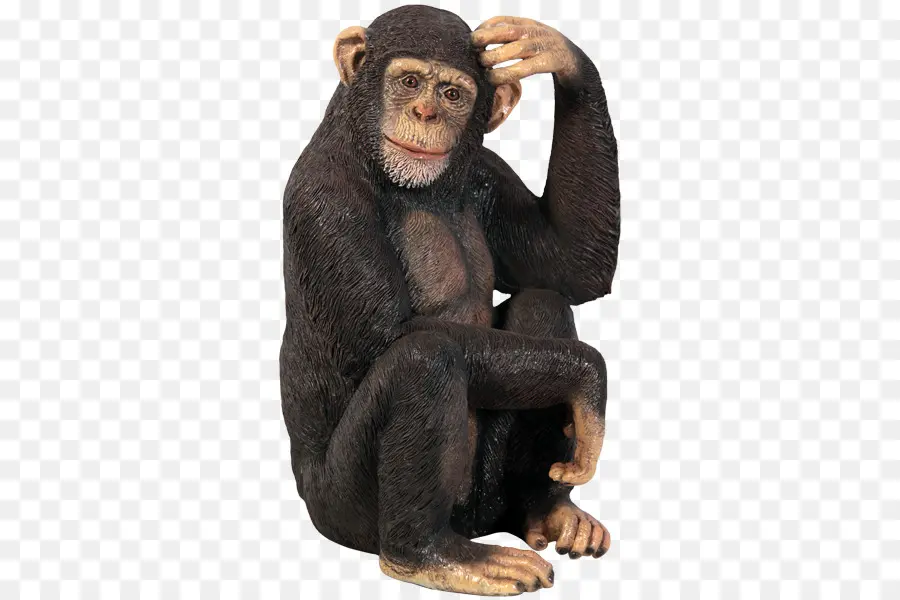 Chimpanzé，Orangotango PNG