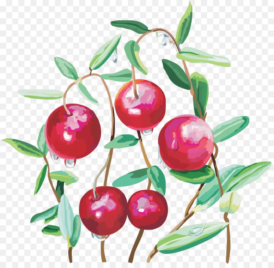 Cranberry，Berry PNG