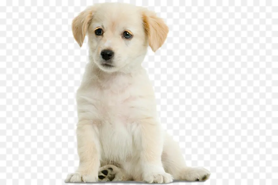 Labrador Retriever，Golden Retriever PNG