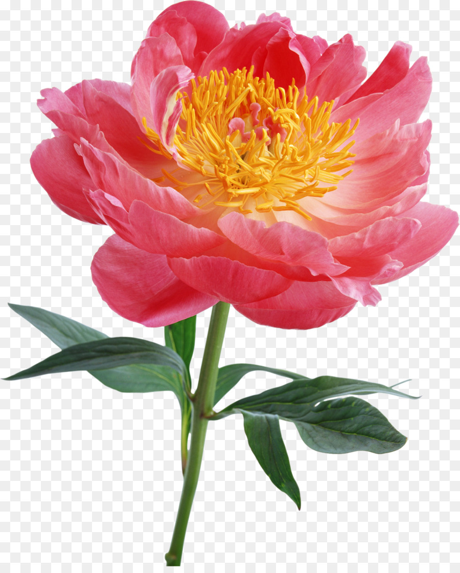 Flor Rosa，Flor PNG