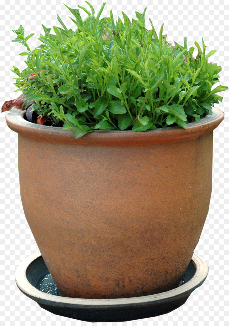 Planta，Flowerpot PNG