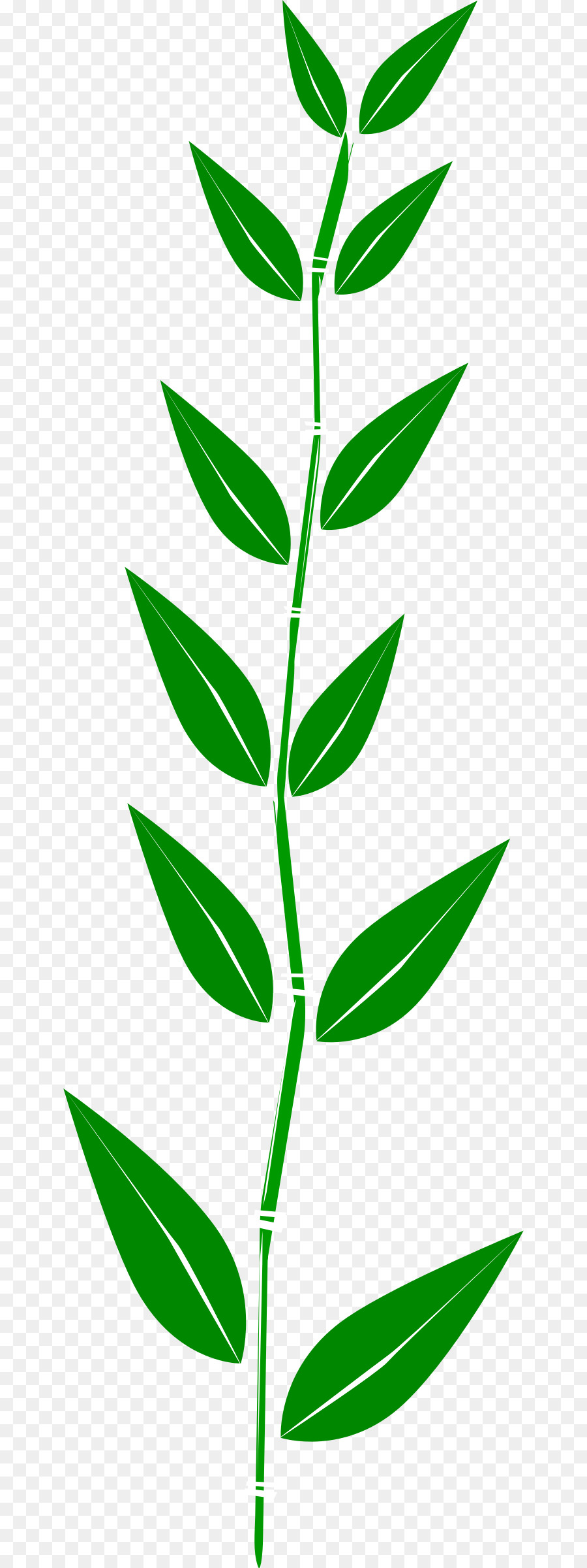 Folha Verde，Plantar PNG