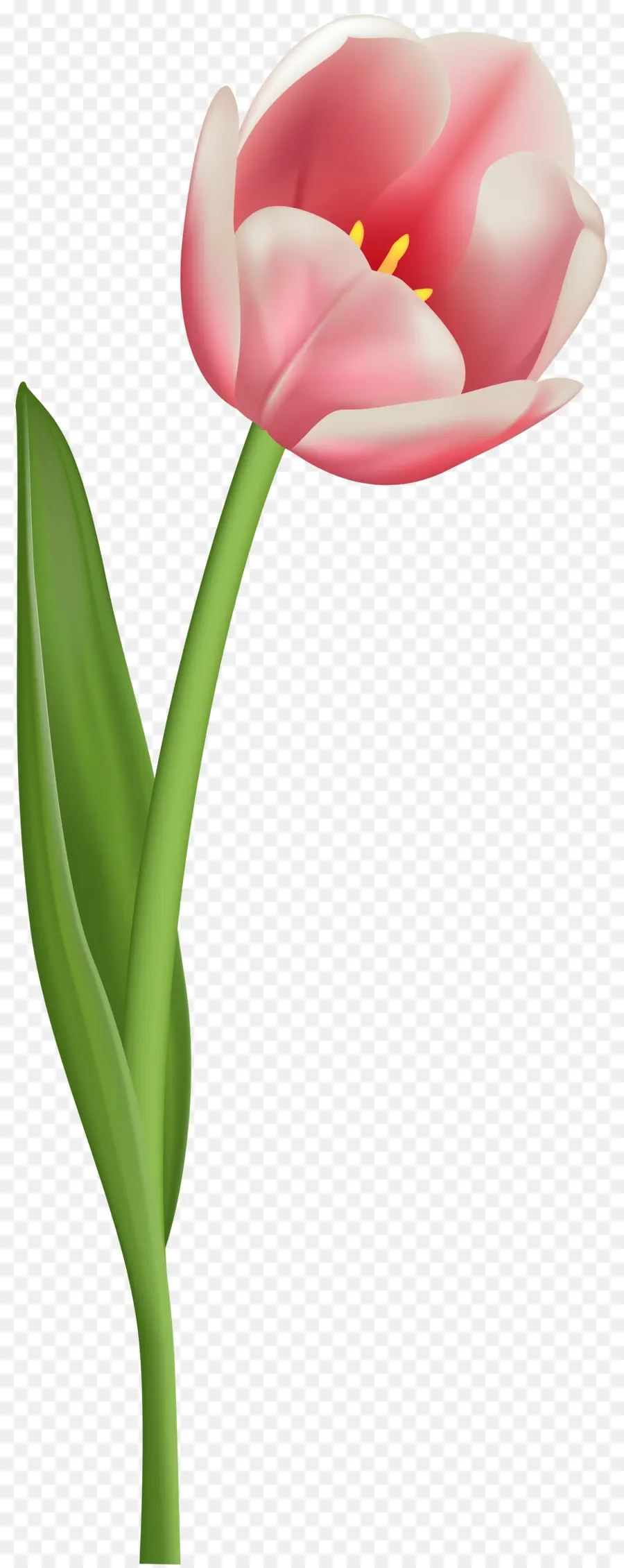 Mania Das Tulipas，Tulip PNG