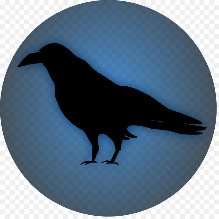 Comum Corvo，Aves PNG