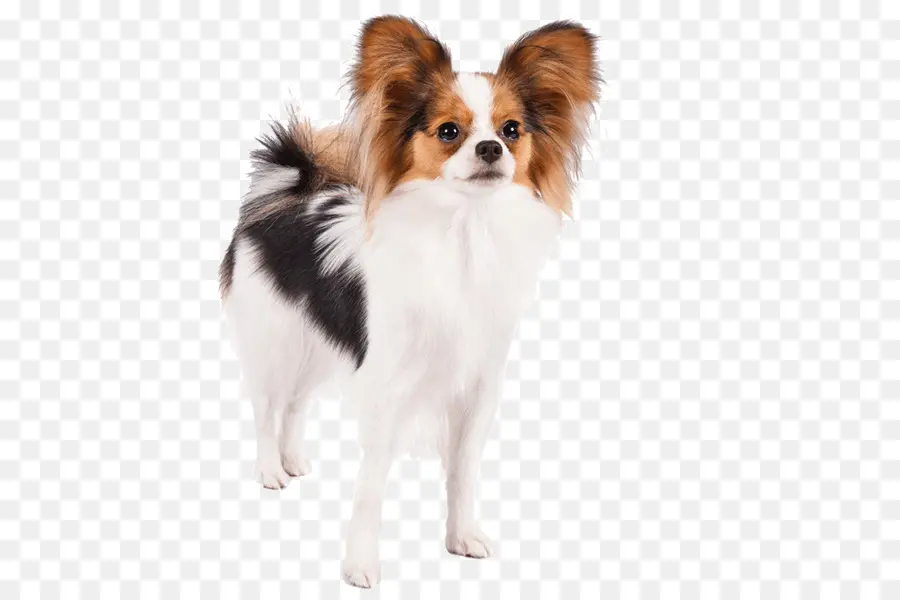 Papillon Cão，Jack Russell Terrier PNG