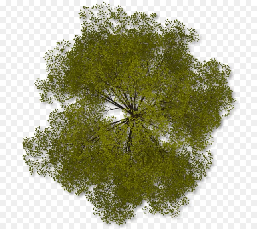 árvore，Plano De PNG